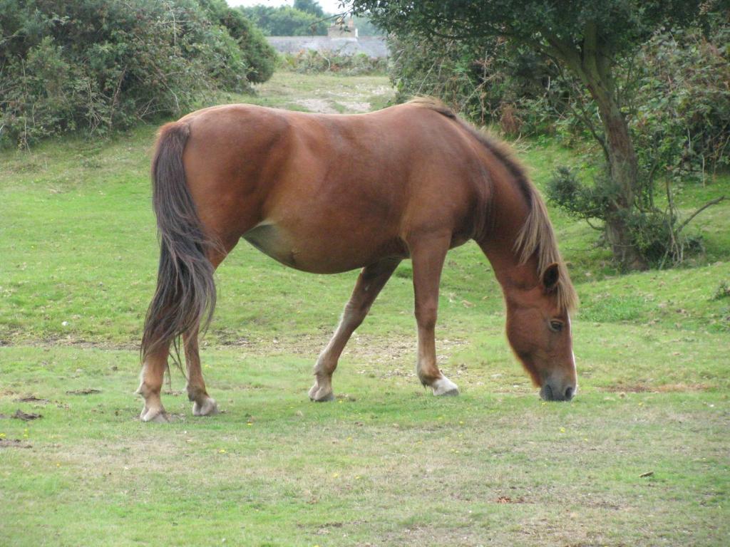Leyland Country House Lymington Εξωτερικό φωτογραφία